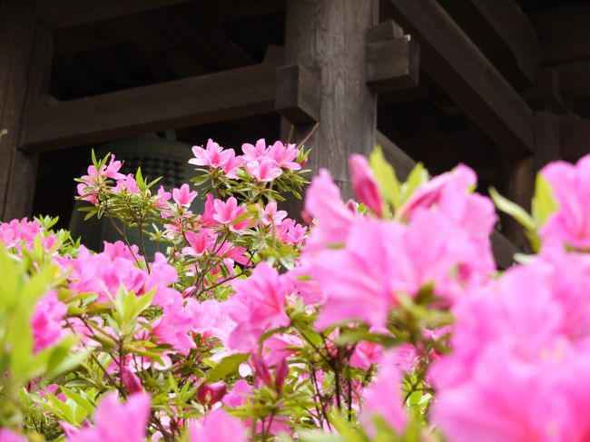 鐘をバックに。<br /><br />こうやって近づいてるとふんわりとツツジのいい香りがする