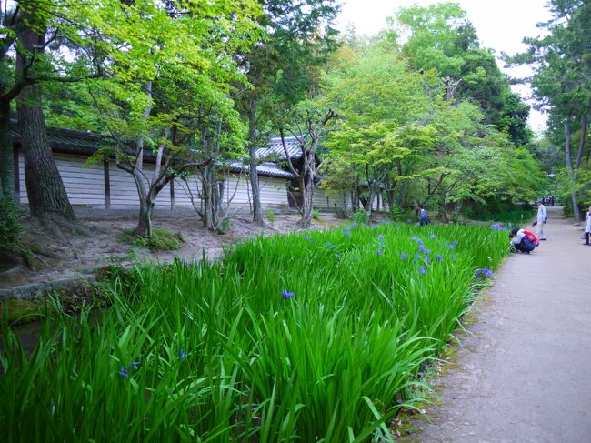 あら！　あやめも咲いてるやん♪<br /><br />講堂向かって左手の方の建物の沿いの水辺には紫の花＾＾