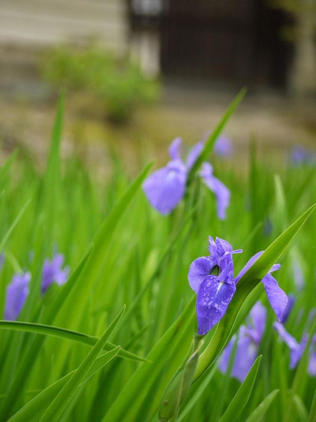 これはあやめ・・・ですよね？<br />ショウブではないと思う。<br />杜若。。。も違うと思うんやけどどうやろか？！<br /><br />・・・・<br />・・・・・あやめ・・・<br />・・・・・・・ということにしよう！