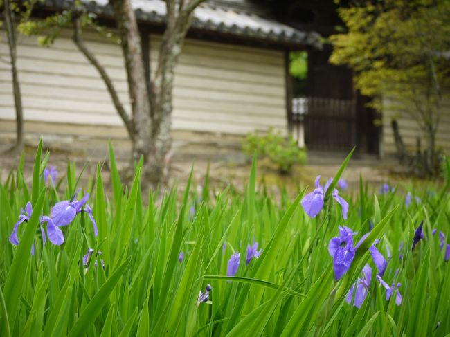 まだ満開ではない。<br />あともう１週間もすれば見頃かなぁ〜＾＾