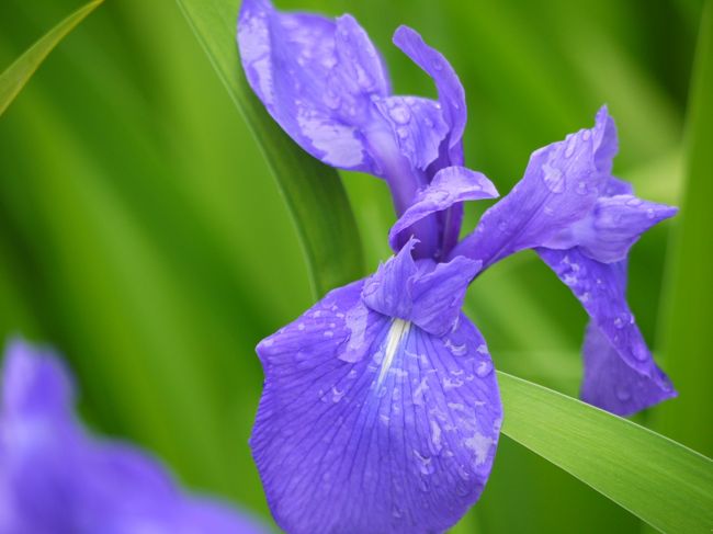 アップ☆<br /><br />綺麗な紫。