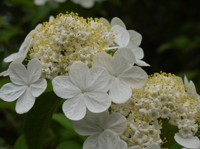 紫陽花みたい〜<br />紫陽花好きの私としては思っても見ない幸運☆<br /><br />ガクアジサイに似てるけど全く違うんだって〜