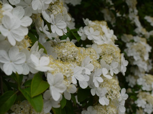 「けいか」は額の花びらみたいなやつが５枚。<br />たしかに紫陽花は４枚やね。<br />最近品種改良も多くて花びらの数はもうあんまりポイントにならないけどね。<br /><br />だけど葉っぱも違う。