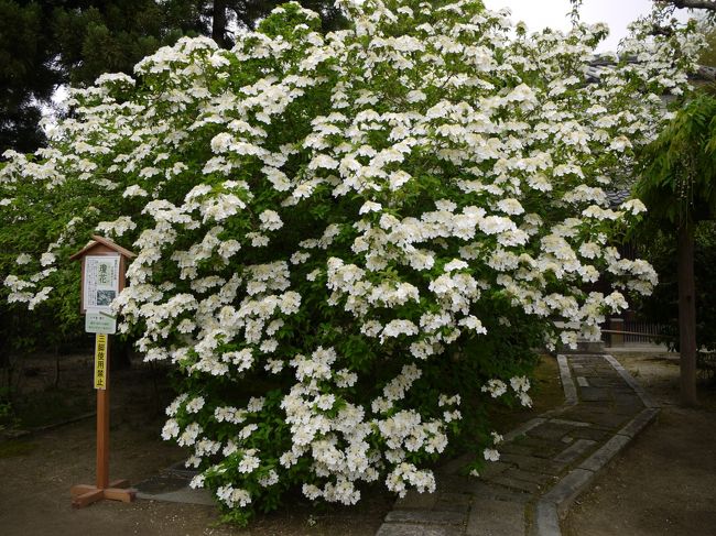 そしてこの咲きっぷり！！<br /><br />これぞ満開☆<br /><br />この様子を見れば紫陽花とは違うなぁ〜って思うよね。<br />けどもしかしたら遠い遠い祖先は一緒かもね。