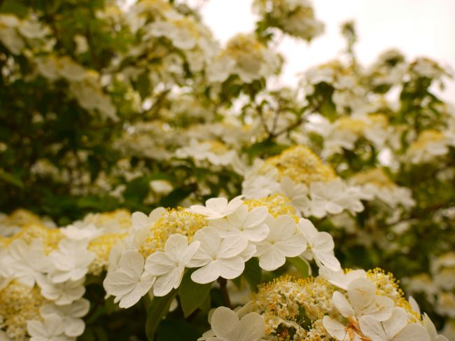 そんな「けいか」は鑑真さんの故郷、陽州の宮廷で王が囲っていた門外不出の花。鑑真さんのおかげこの日本にやってくることができたそう。<br /><br />ということはもしかして日本で見れるのはここだけ？？<br />