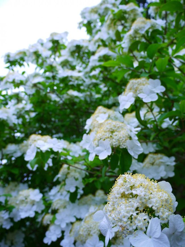 白い可憐な「けいか」に心は鷲掴み状態ｗ<br />あぁ〜いやされます〜