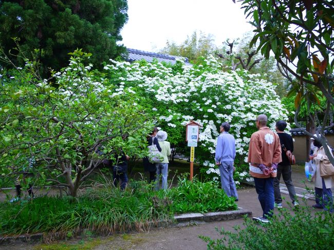 GWに奈良に来ることにしてよかったなぁ〜<br />だってここの公開も明日まででしょ？ほんまにラッキーだった。<br />今日ここへ来た私は偉い。自画自賛が止まらないｗ<br /><br />こんな偶然が旅の醍醐味ですよね♪