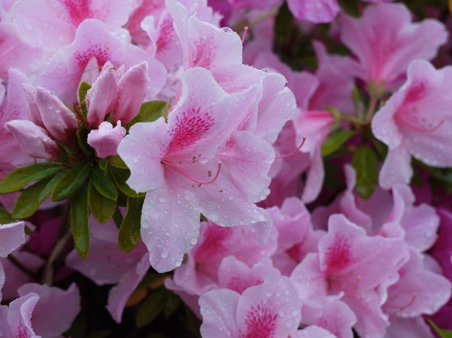 道の脇にはツツジ☆<br />今回３日間でツツジはよく見たなぁ〜