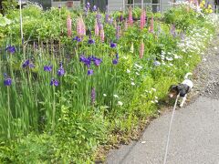 春の花が咲いていました。