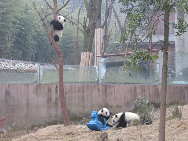 四川省パンダ探しの旅（3日目 成都大熊猫繁育研究基地 パンダ