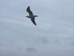 氷点下でもカモメが飛ぶ