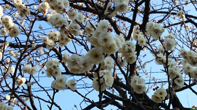 梅があちらこちらに咲いてました。<br />梅の香りに春を感じます。