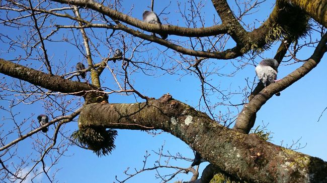 小田原城へ向かいます。鳩や〜!!
