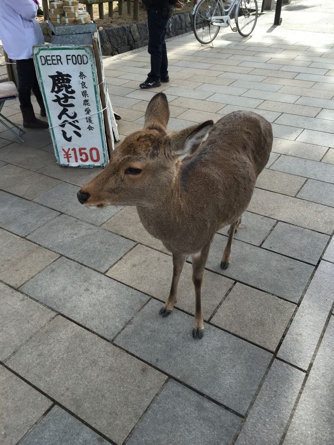 息子「カンガルーいっぱいいる。」<br /><br />「おなかにあかちゃんいるの？」<br /><br />シカ！<br />