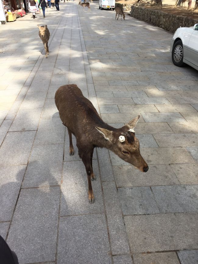 この時期、オスも角はナシ。<br /><br />