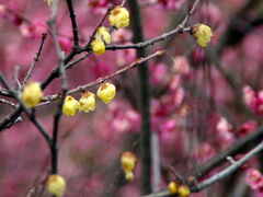 紅梅をバックにロウバイです。