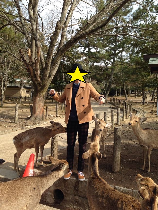 そして鹿せんべいを買った瞬間・・・<br /><br />包囲される。噛まれる。痛い！<br /><br />息子の手に渡る前に全部食われてもうた。<br /><br />やむなく再度購入。<br /><br />つーかせんべい売ってるおばちゃん。態度悪すぎ（怒）<br />