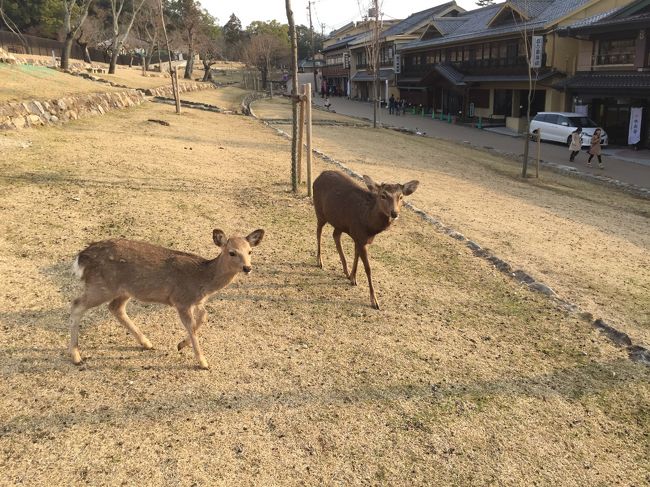 バイバイ。カンガ・・・・シカさん。<br /><br />最後までありがとう。<br /><br />