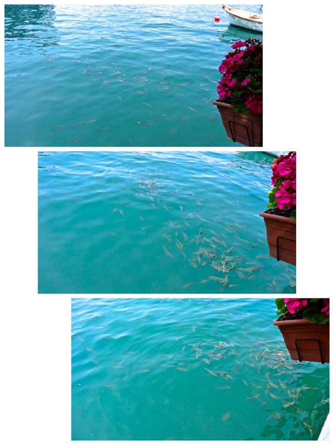 レストランの窓側席が急に<br />にぎやかになったので<br />見て見たら<br />２０cmくらいの魚の群れが<br />お客さんの投げたパン切れ<br />お目指して群がってきていました。<br /><br />それはもう気味の悪い程の数の<br />魚たちでした。