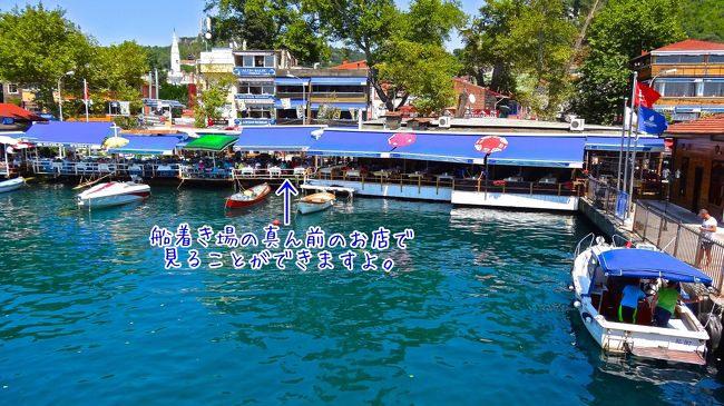 魚が泳いでいるのを<br />見たのはこの店です。