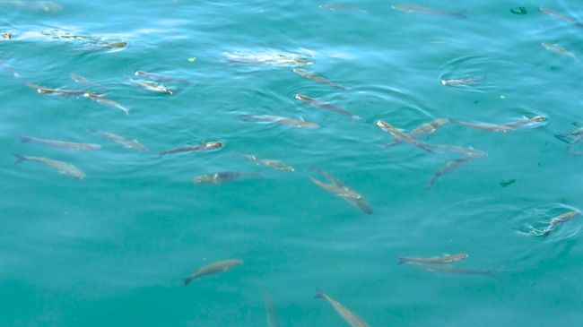 お客さんの投げたパン切れ<br />お目指して群がってくる魚たち。