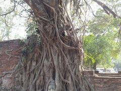 アユタヤを訪れたら必見のスポットですが、

首から壊された仏像の頭が成長する木に抱えられるようになり今の姿になったらしいです。

まさに歴史の生き証人みたいなものです。