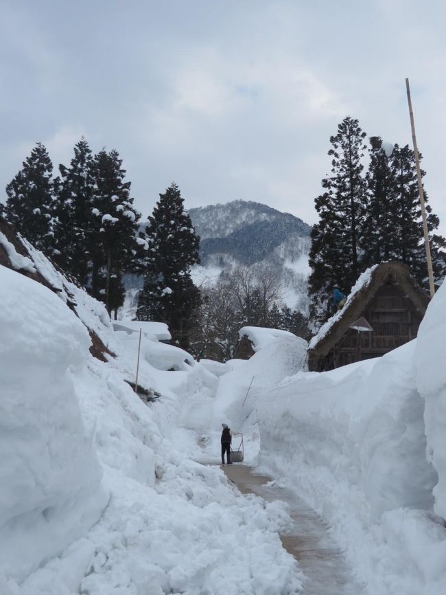 見え辛いですが、合掌造りの屋根から普通に雪降ろしをしています。<br />観光客も殆どいません。