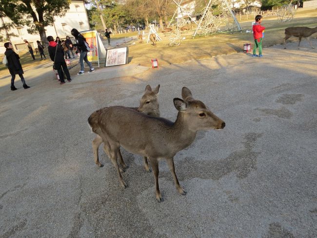 今年初の鹿ちゃん<br /><br />こんにちわ〜