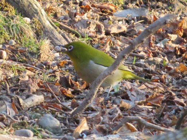 公園内を一周して来ました<br /><br />時間も早いのでバードウォチングでもしましょう<br /><br /><br />最初は「メジロちゃん」<br /><br />大きな虫・木の実？を咥えている