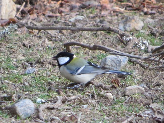 次は誰かしら<br /><br />「シジュウガラちゃん」でした<br /><br />チョコマカ動き周り撮影に苦労する