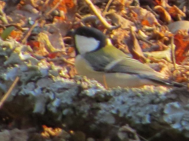 シャッタースピードを速めて