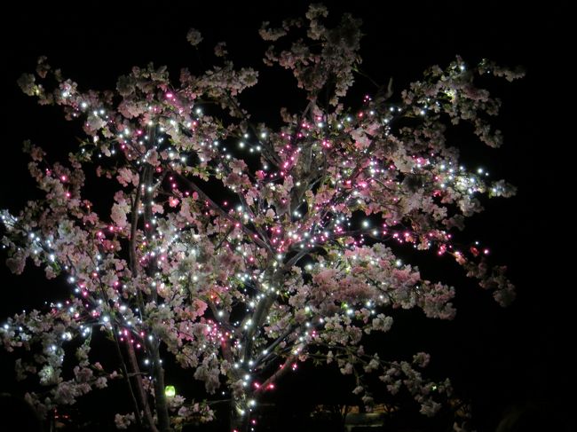 光で飾られた「桜の木」