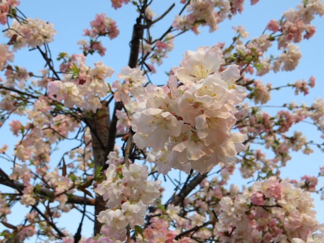 同じ「桜の木」満開です
