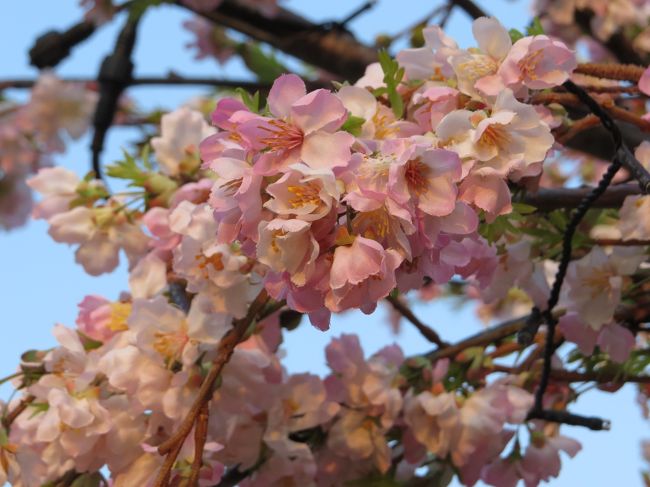 同じ木で白色・薄紅色が咲いていました