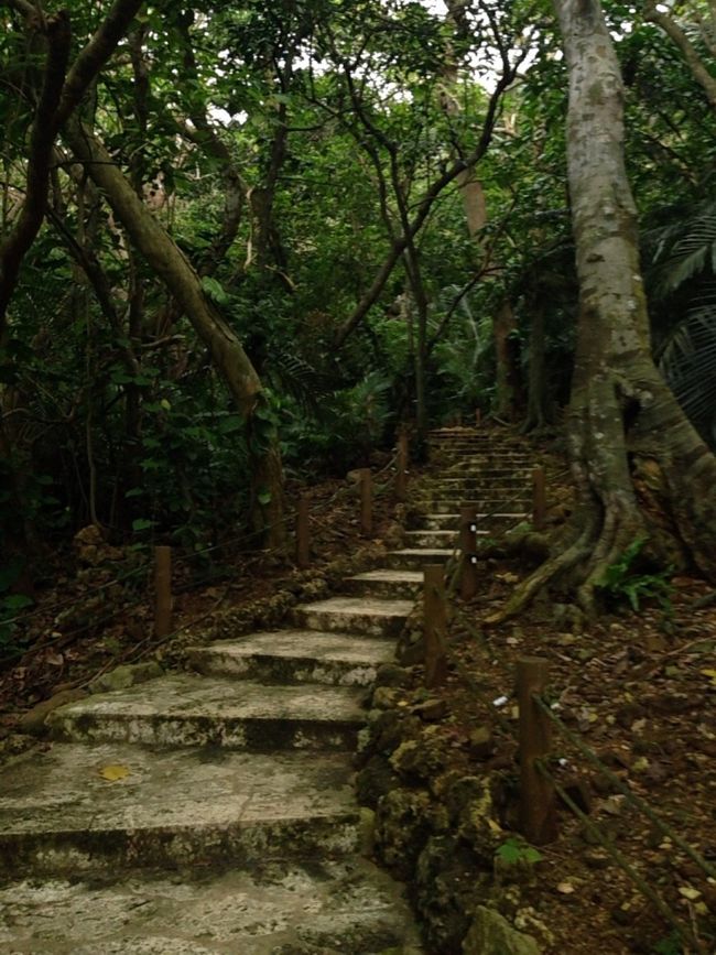 朝食をいただき、チェックアウト。車を北に走らせ、マングローブで有名なスポットへ。