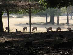 参道右手奥方向（飛火野）に
鹿が群れで休んでいました。
