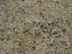 奈良公園に入ったら
『コレ』にご注意！
一世風靡した例のものです。
（古い！）