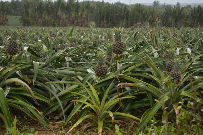 みちすがら。パイナップルが生ってます。<br />この時期このサイズだと、スナックパインかな〜ということでした。