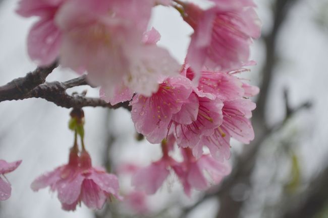 そしてバンナ公園の緋寒桜。<br />ここはてっぺんの展望台まで車で行けるのでらくちんです。