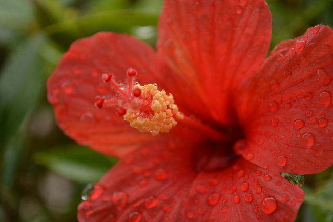 エメラルドの海を見る展望台へ行きましたが雨でなーんにも見えなかったので、雨の中のハイビスカスを。