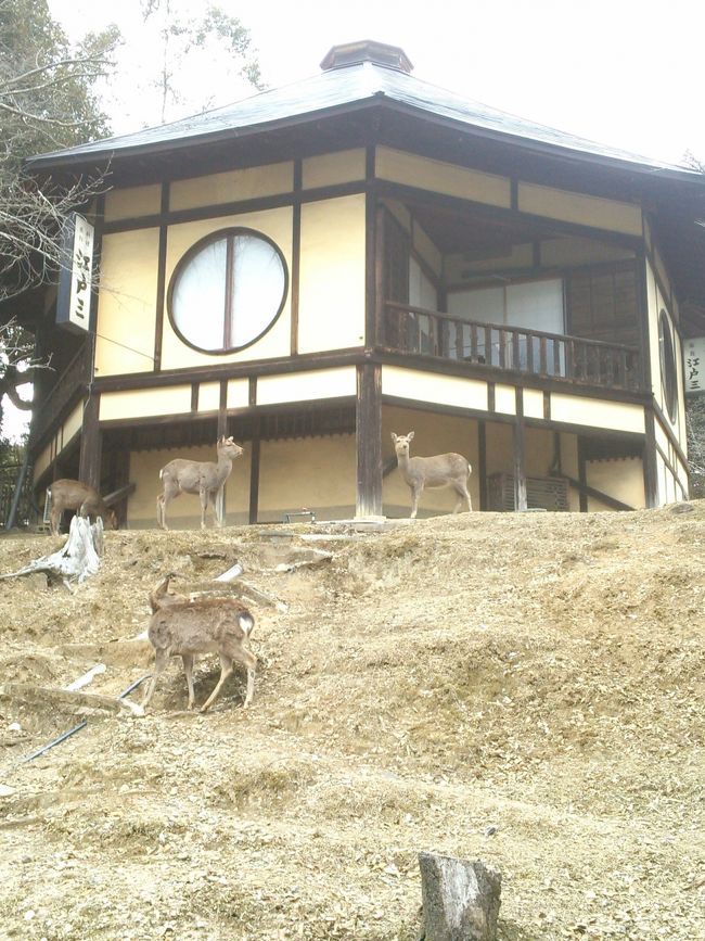 フイー満足っと、店を出ると…<br /><br />向かいの江戸三の離れを鹿が襲撃<br />じゃなく、群れていました<br /><br />さっきまで全くいなかったのでびっくりしたー<br /><br />今年初の鹿
