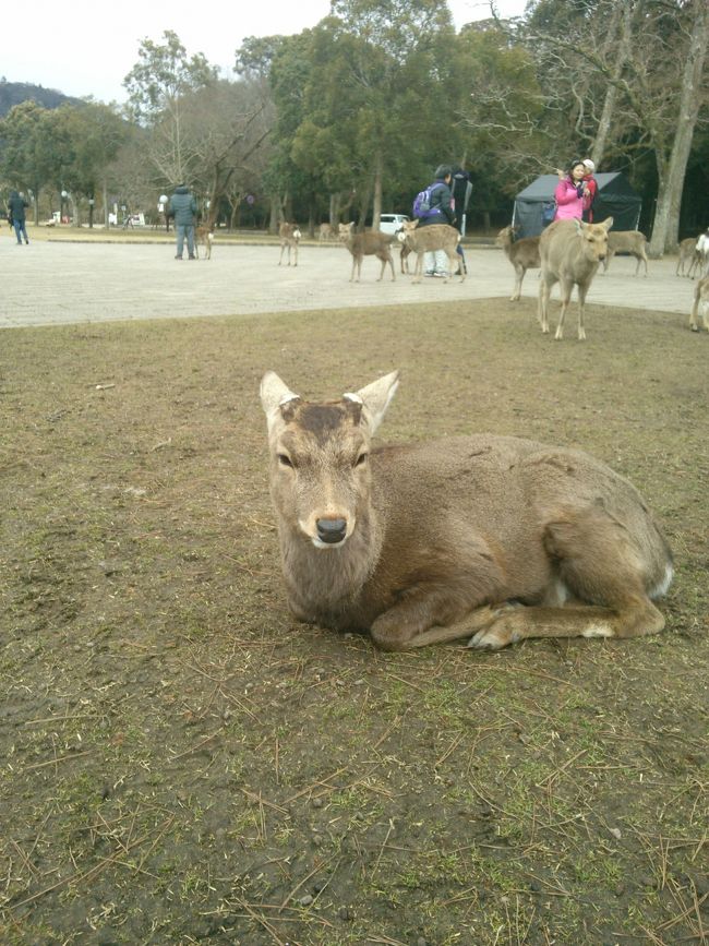 さあ東大寺へ<br /><br />お決まりの鹿観察<br /><br />この時期、雄が「ミィ〜」と鳴いています<br /><br />角はなくても少し注意します