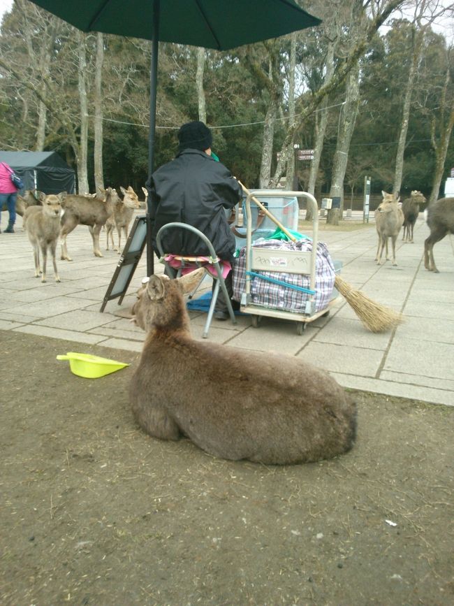 これがおそらくボス<br /><br />たぶん､いや絶対<br /><br />鹿せんべい売りの方の後ろから動きません