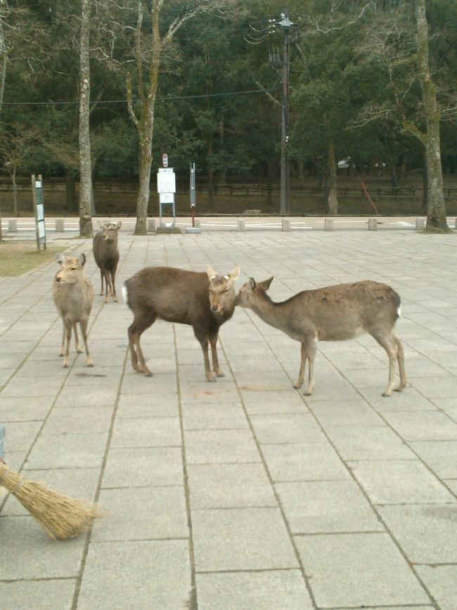 シタッパがメスとイチャついても