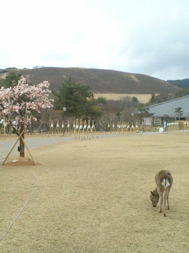 若草山はこんがり焼けたようです<br /><br />これで初夏には名前通り<br /><br />若草の美しい山が見れるはず