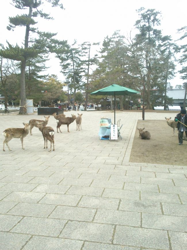 動じません(笑)<br /><br />しかも鹿せんべい売りの方が掃除をはじめ<br /><br />埃を浴びても動きません<br /><br />さすがボス