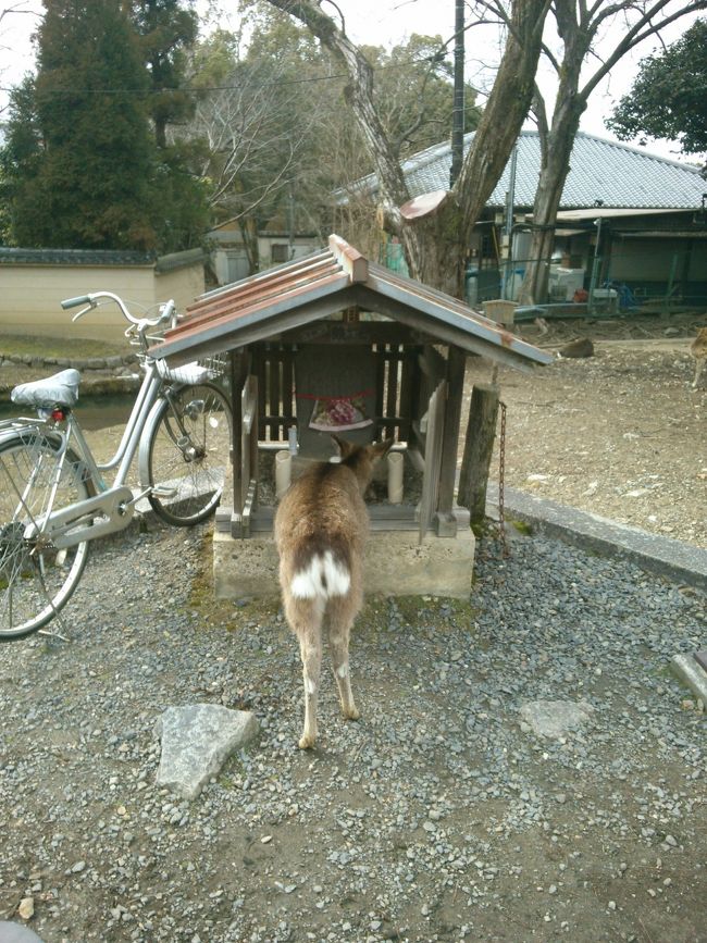 茶碗が倒れる音のほうを見ると…<br />見てないふりをしよう<br /><br />神の使いですから…<br /><br />写っているチャリは他人様のモノです