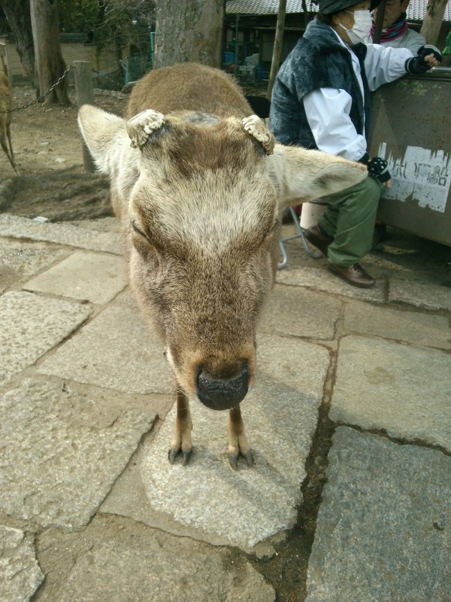 立ち寝<br /><br />悟りを開くと音だけで周りがわかるのか<br />耳だけが動きます