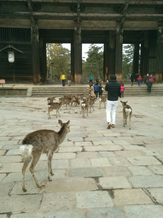 悲鳴が…<br /><br />鹿せんべい代は鹿に遊んでもらう料金です