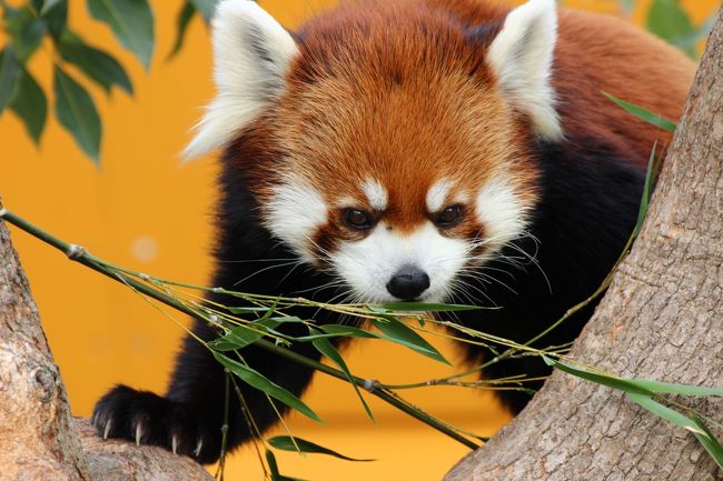今度こそレッサーパンダのミンファちゃんに会いに神戸の王子動物園へ ２ ミッションno １ レッサーパンダのミンファちゃんとガイヤくん ミッションno ２ コアラの母子２ペアも 神戸 兵庫県 の旅行記 ブログ By まみさん フォートラベル